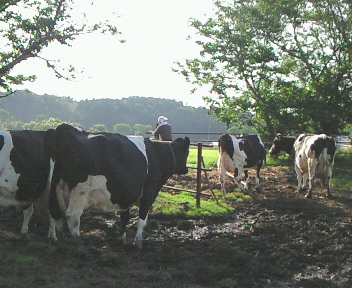 牧場長と牛