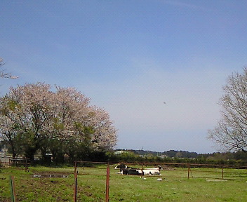 葉桜と牛