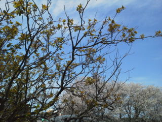 桜と葉桜