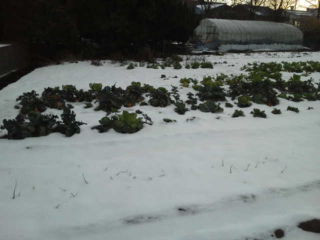 雪の中の野菜