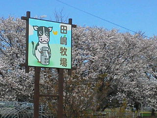 ソメイヨシノの桜の花